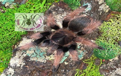 Klaasi female juvie tarantula